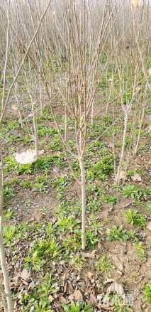 高度80厘米木槿