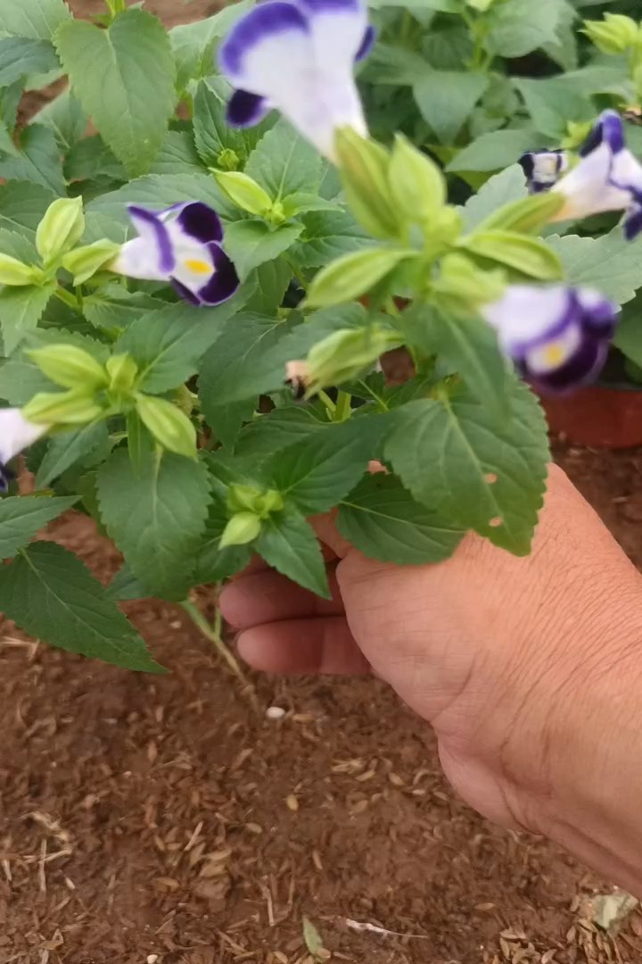高度20厘米夏堇