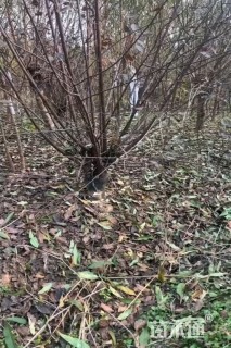 高度120厘米丛生榆叶梅