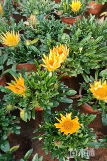 高度20厘米勋章菊