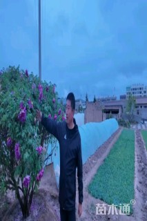 高度250厘米紫斑牡丹