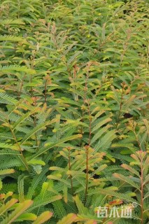 高度30厘米余甘子