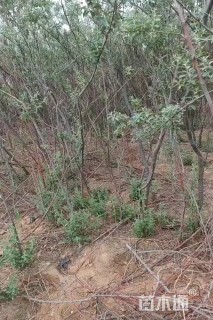 高度2厘米沙枣
