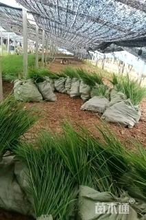 高度50厘米拂子茅