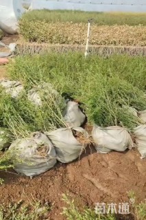 高度50厘米水蜡