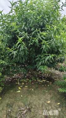 7公分碧桃