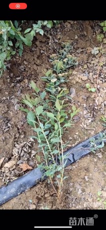 高度50厘米珍珠梅