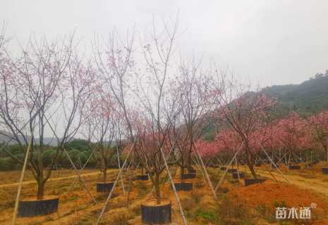 13公分樱花