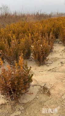 高度30厘米朝鲜黄杨