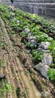 高度50厘米八角金盘小苗