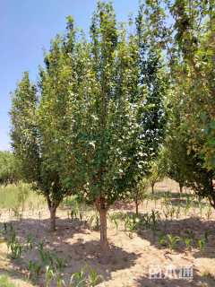 13公分八棱海棠