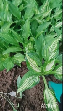 高度15厘米花叶玉簪