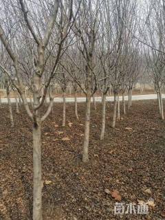 8公分草莓果冻海棠