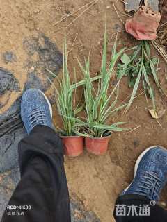 高度10厘米玉带草