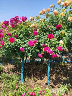 4.5公分树状月季