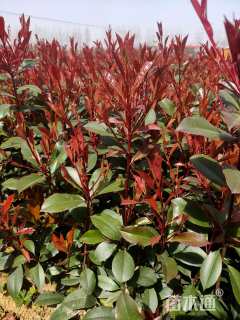 高度40厘米火焰红石楠