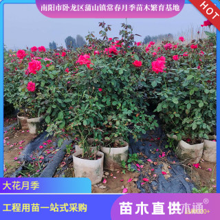 高度40厘米品种月季