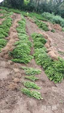 高度20厘米小叶黄杨