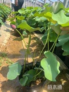 高度60厘米荷花