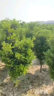 高度100厘米瓜子黄杨