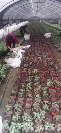 高度15厘米冷水花