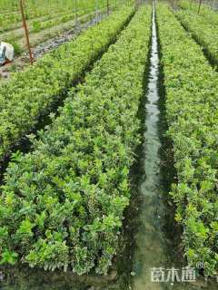 高度40厘米金边黄杨