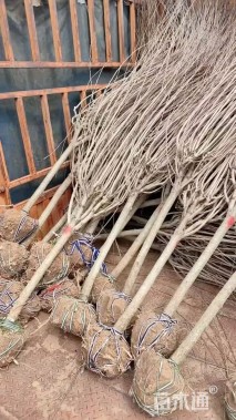 高度250厘米木槿