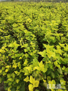 高度30厘米金叶风箱果