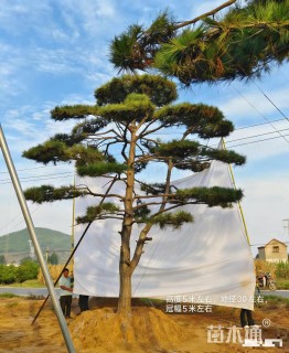 高度500厘米精品黑松