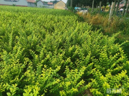 冠幅60厘米金叶女贞球