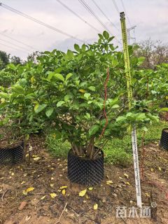 高度200厘米狗牙花
