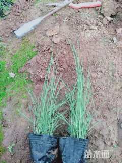 高度10厘米粉黛乱子草