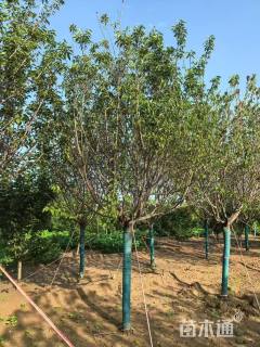 13公分日本晚樱