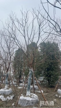 14公分乌桕