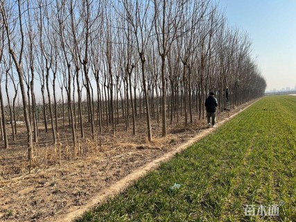 8公分老白蜡