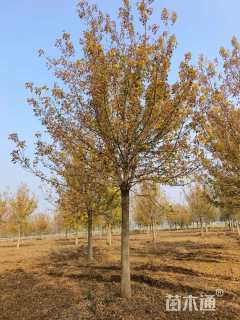 19公分金叶复叶槭