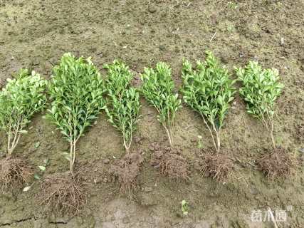 高度35厘米高山黄杨