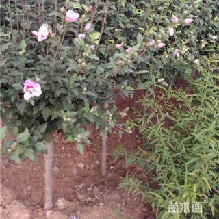 高度170厘米大花木槿