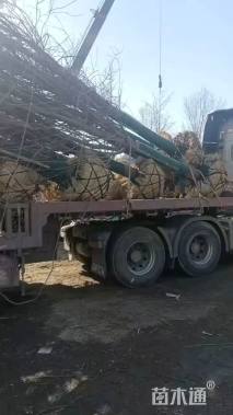 18公分美国红枫