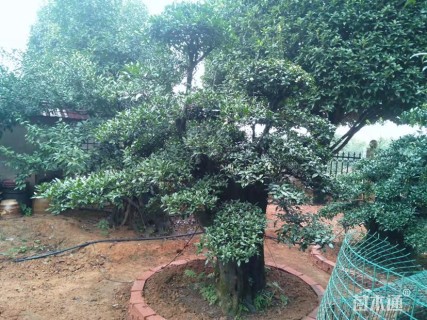 高度260厘米金弹子