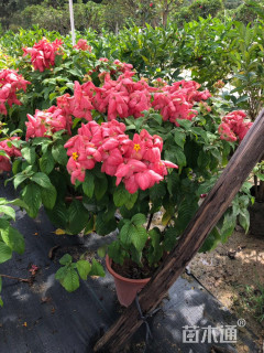 高度100厘米粉叶金花