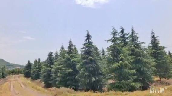 高度750厘米雪松