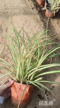高度30厘米金叶苔草