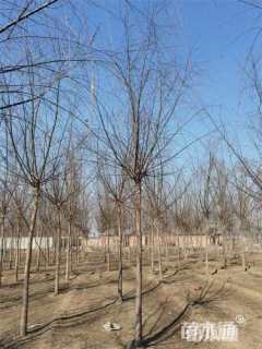 15公分青皮垂柳