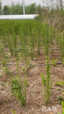 高度150厘米木槿