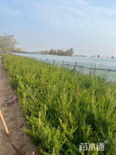 高度42厘米小龙柏