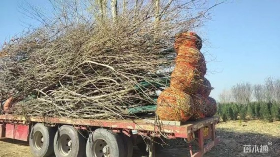 12公分日本晚樱