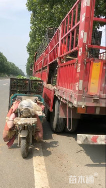 高度30厘米彩叶草