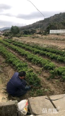 高度35厘米夏鹃小苗