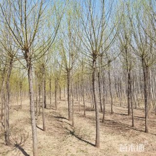 10公分旱柳